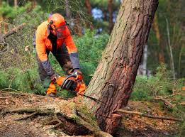 Lakeville, MN  Tree Services Company