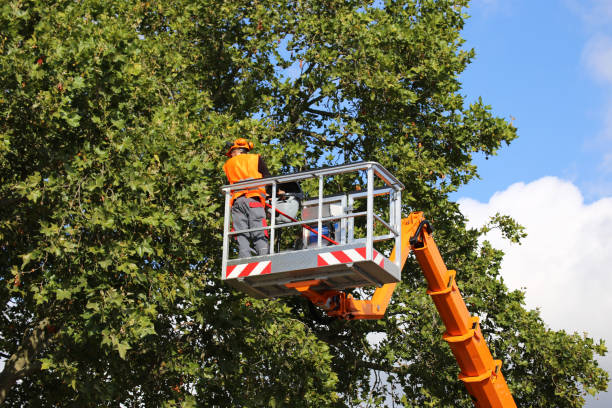 Best Tree Preservation Services  in Lakeville, MN