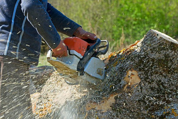 How Our Tree Care Process Works  in  Lakeville, MN